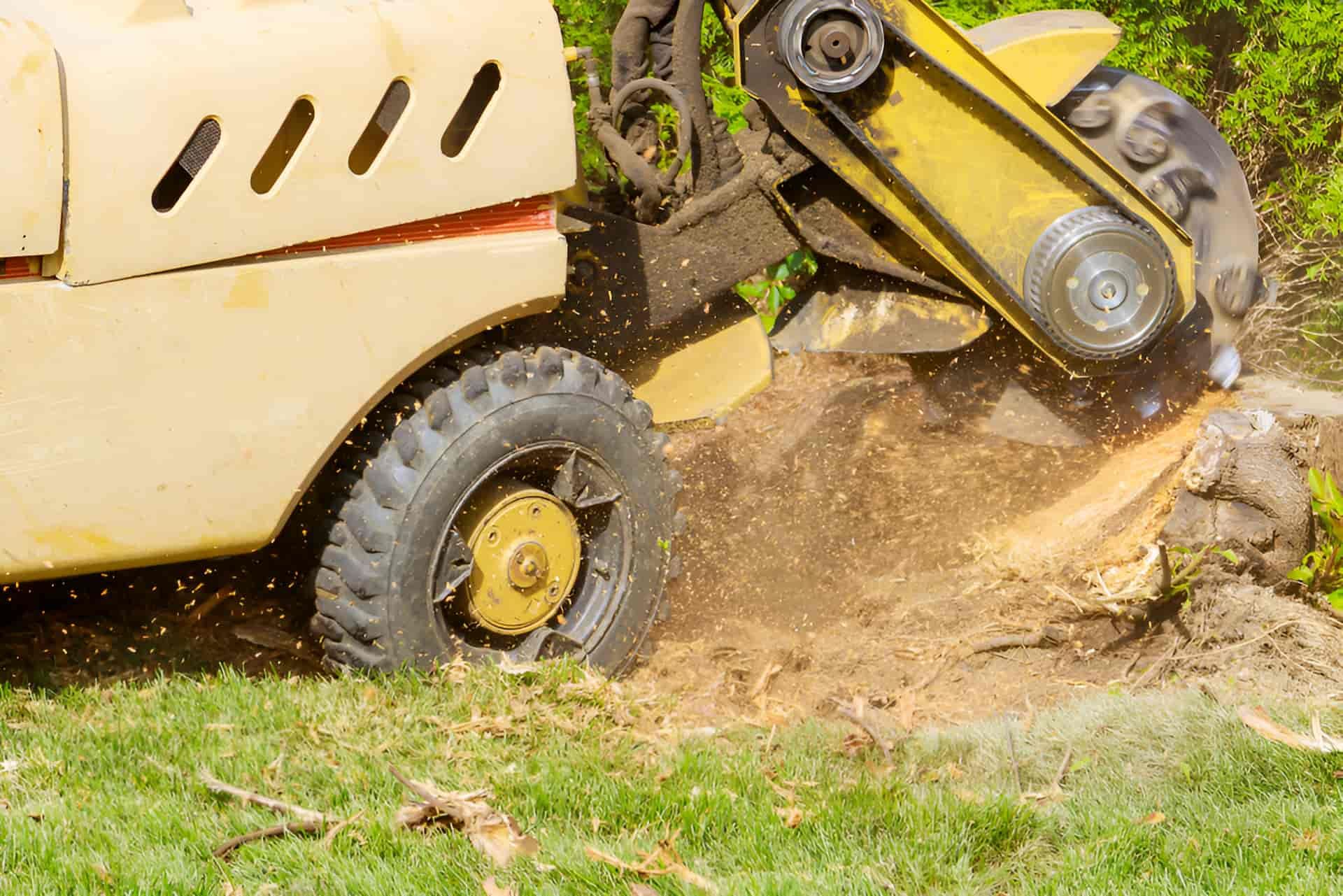 A Stump Grinder Is Cutting A Tree Stump In A Yard — Tom Thumbs Tree Works In Wamuran, QLD
