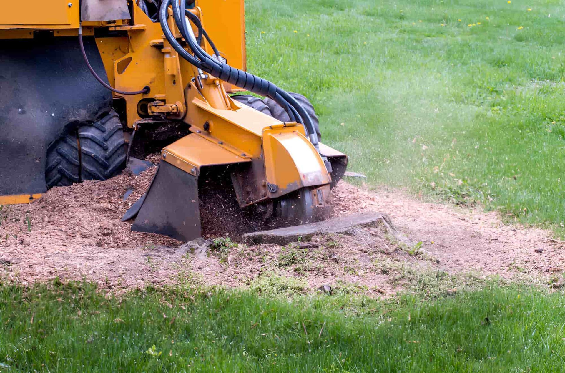 A Yellow Stump Grinder Is Cutting A Tree Stump In A Lawn — Tom Thumbs Tree Works In Kallangur, QLD