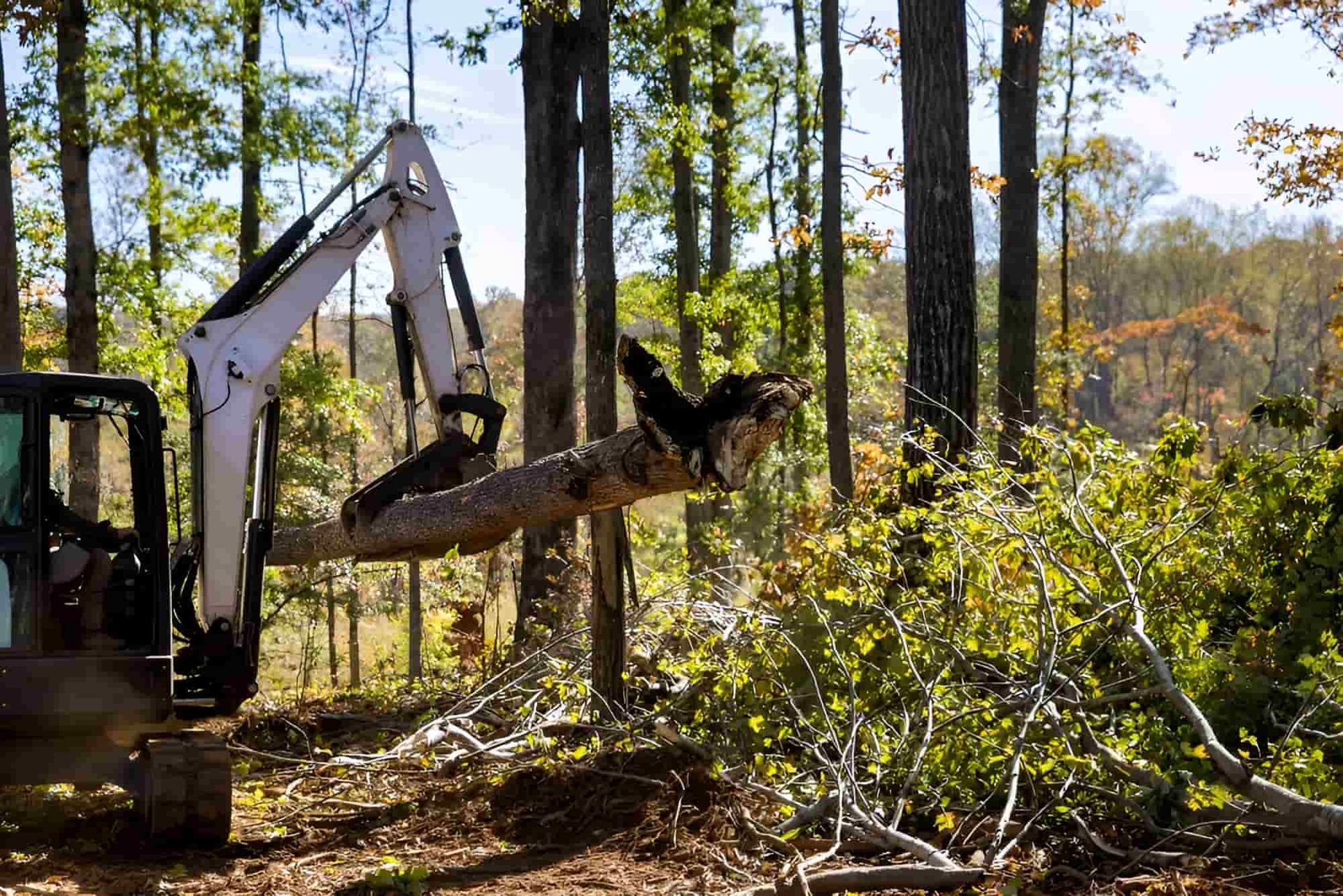 A Bulldozer Is Cutting Down A Tree In The Woods — Tom Thumbs Tree Works In Redcliffe, QLD