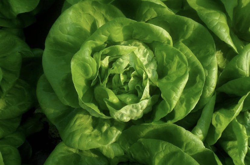 Primo piano di un cespo di lattuga dalle foglie di un verde brillante.