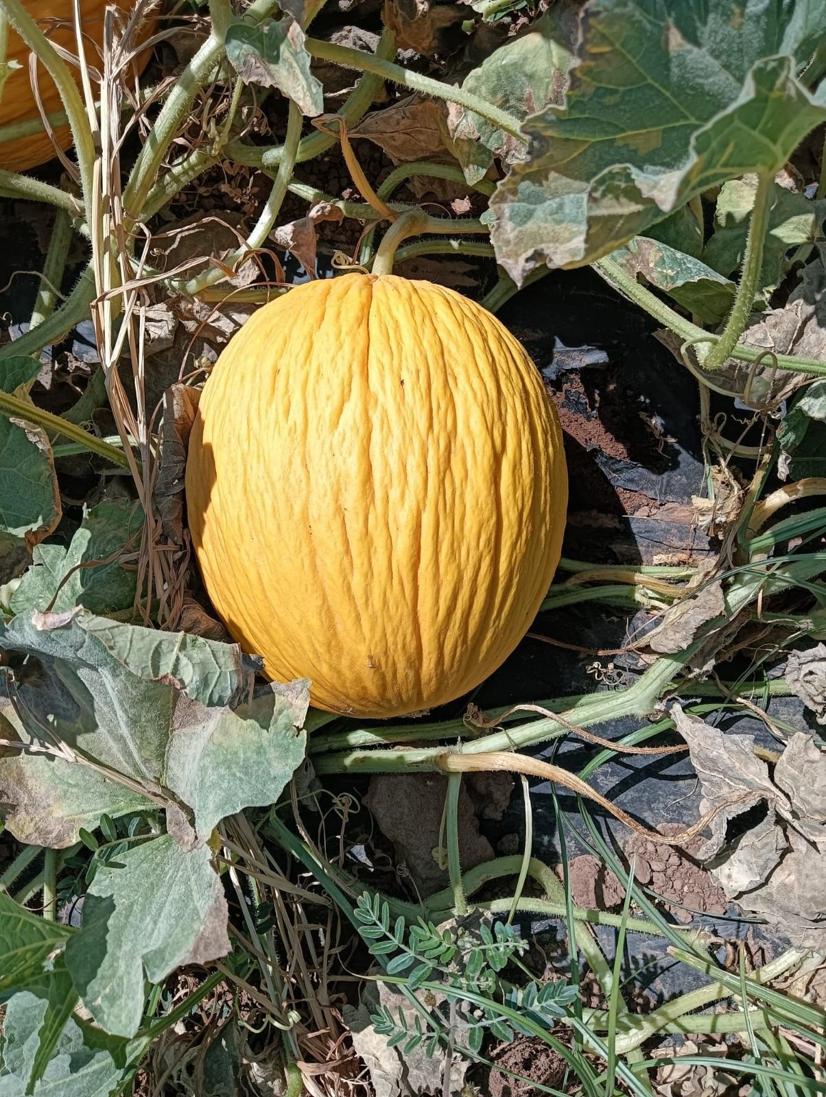 Melone giallo sulla vite tra foglie verdi leggermente appassite