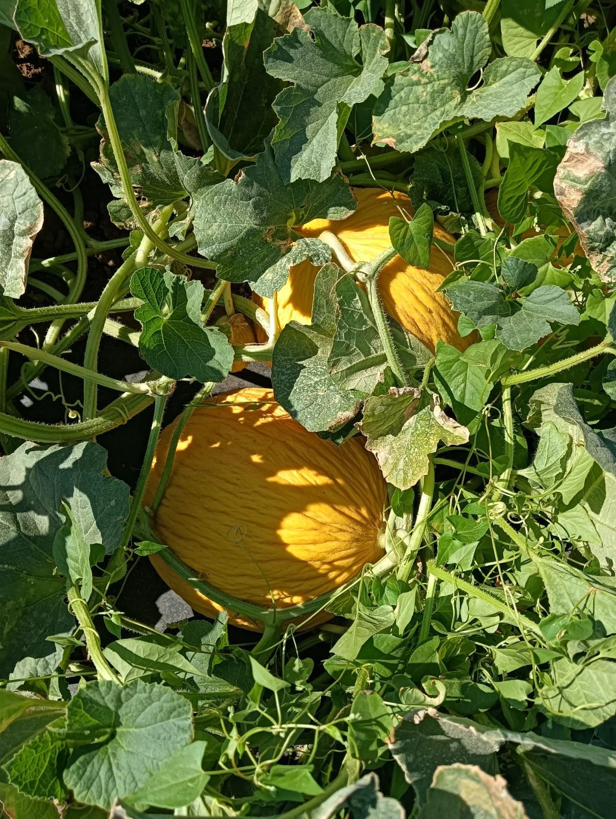 Una zucca arancione matura che cresce tra foglie verdi e rampicanti in un giardino