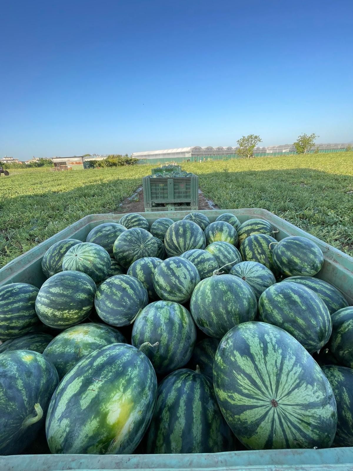 Cassa piena di angurie a strisce verdi in un campo sotto un cielo azzurro e limpido