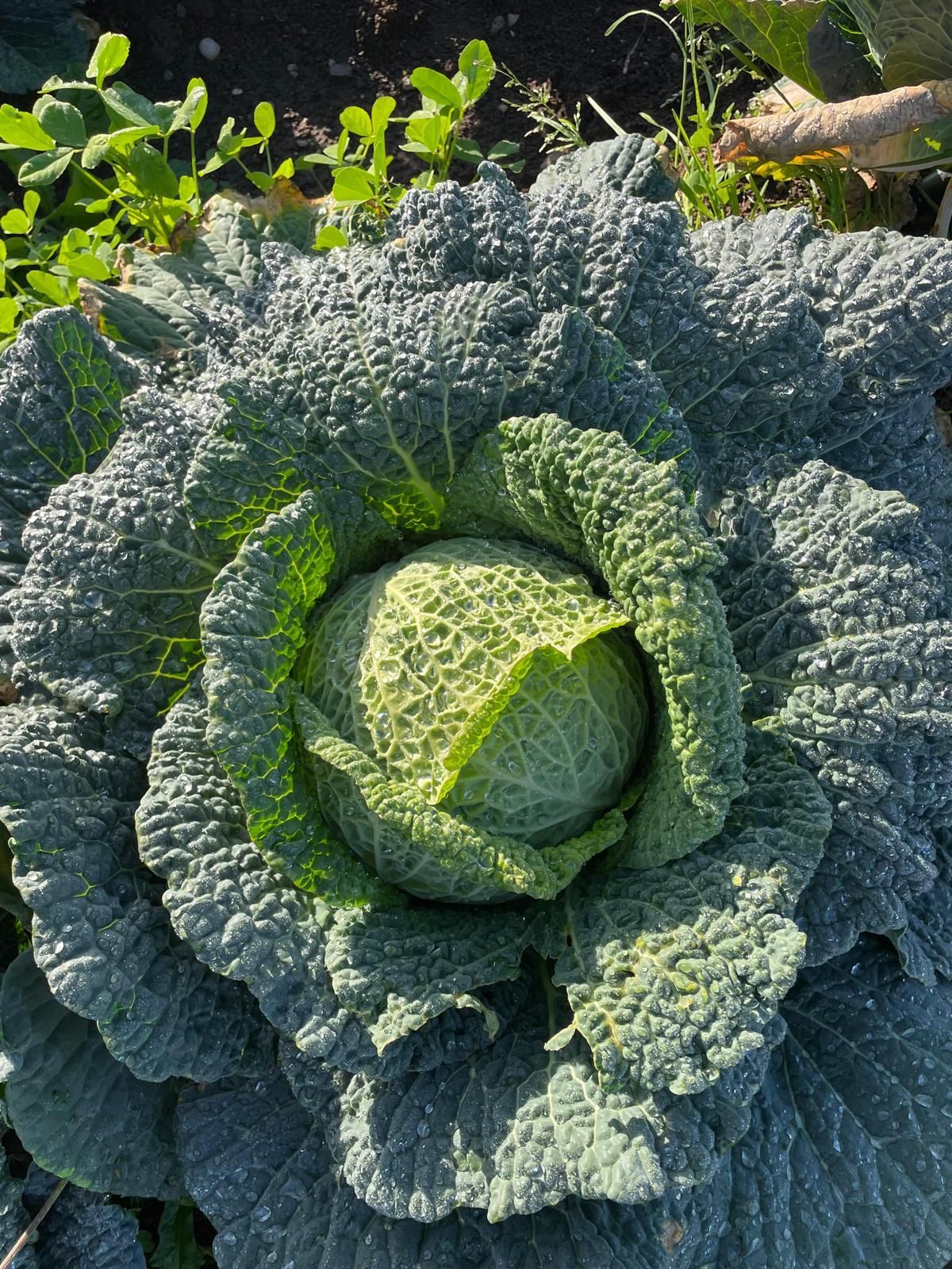 Primo piano di un grande cavolo verde che cresce in un'aiuola.