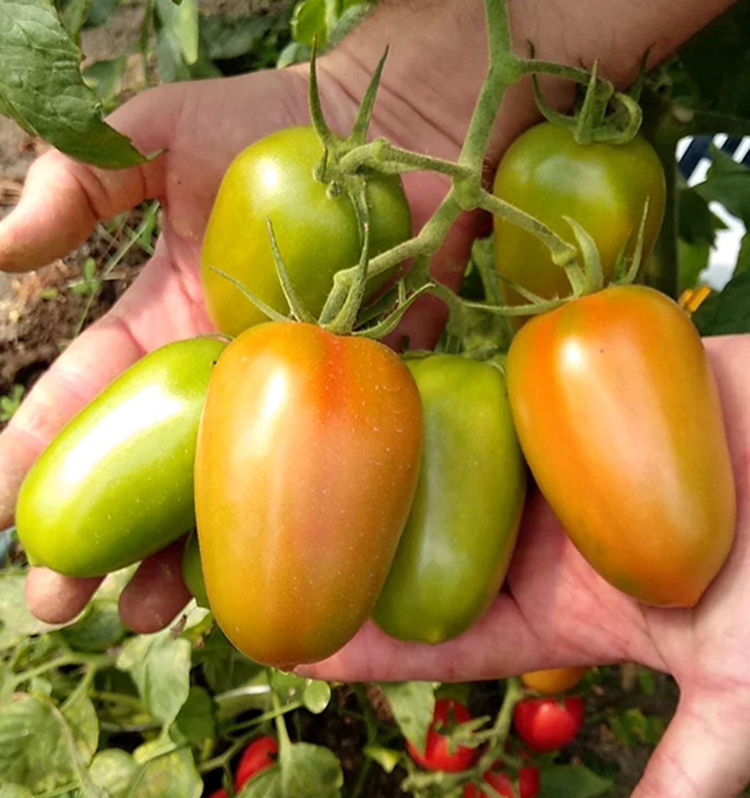 Mani che reggono pomodori a forma di prugna, verdi e arancioni, ancora attaccati alla vite in un giardino.