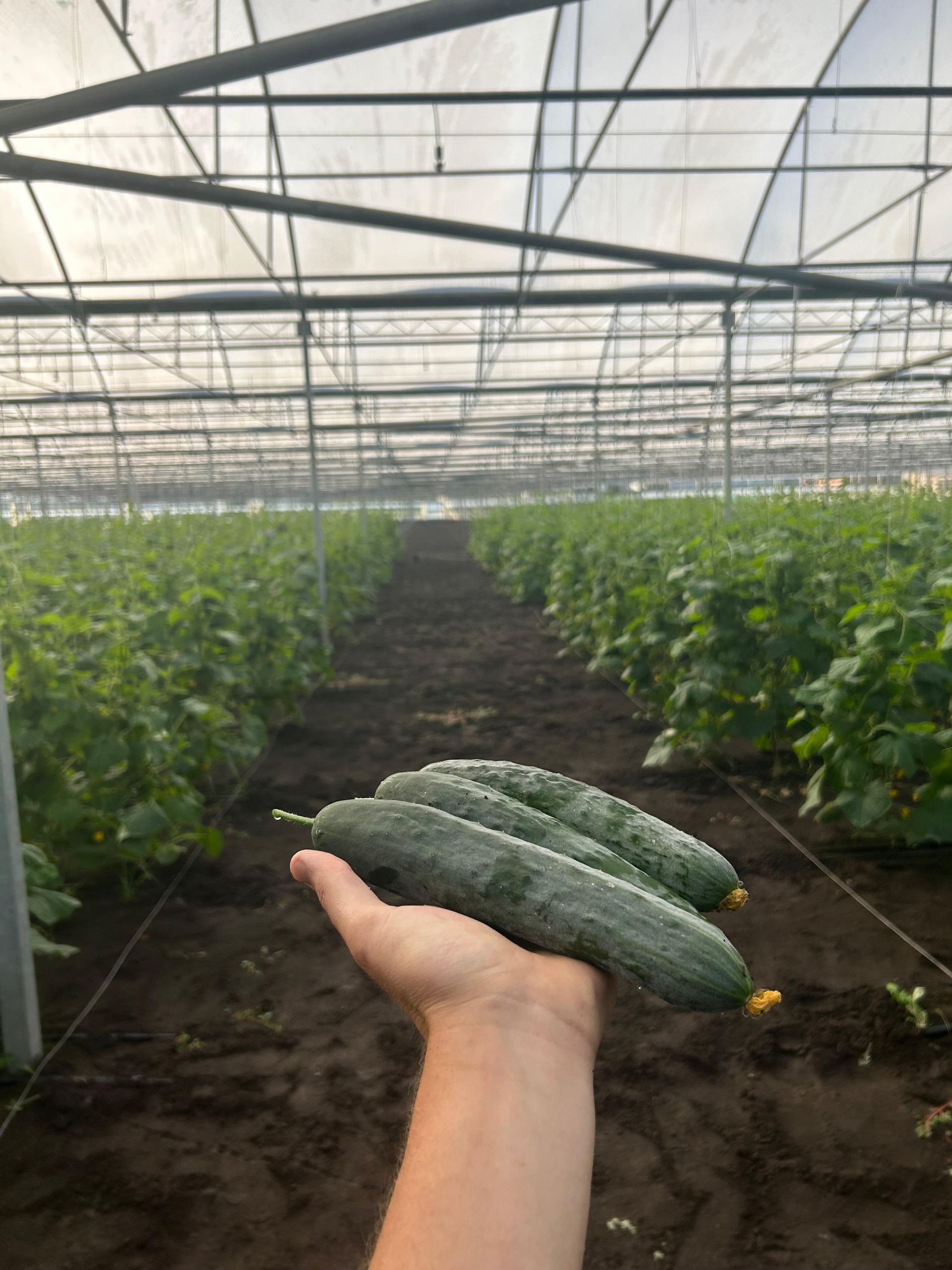 Una mano che regge tre cetrioli in un corridoio di una serra, tra file di piante verdi.