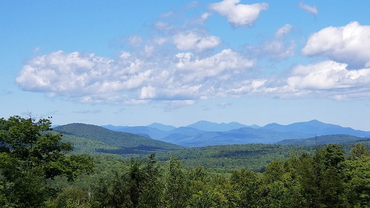 massive valley of trees with mountains in the background