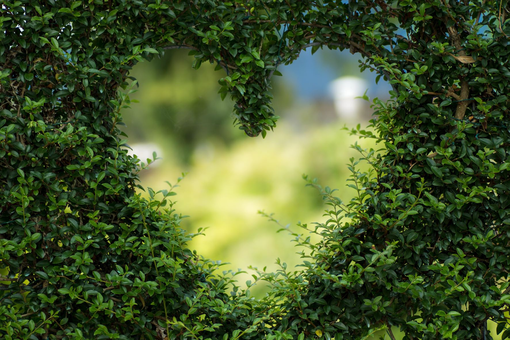 vines in the shape of a heart