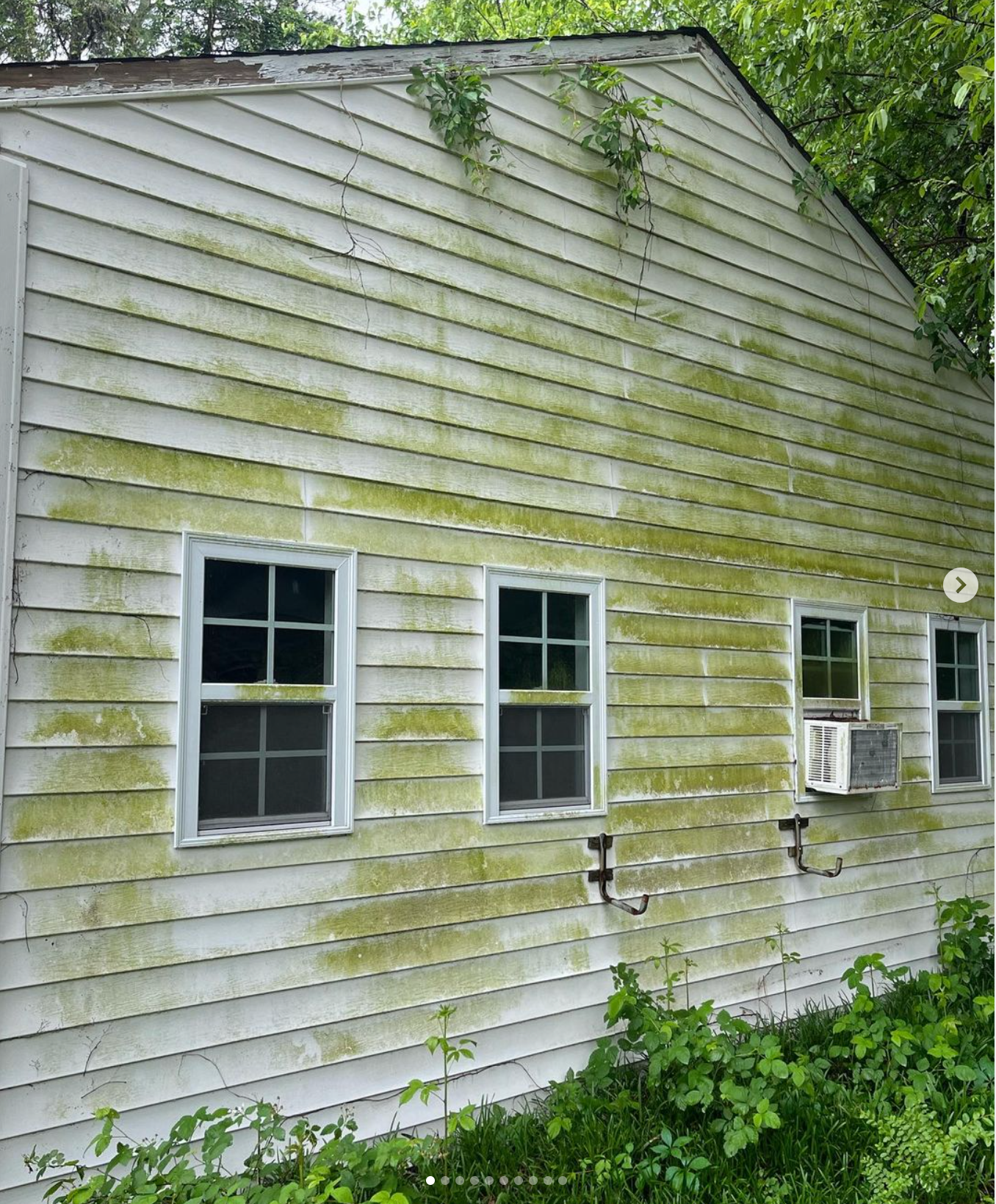 White house siding with green algae, three windows, and overgrown vegetation along the base