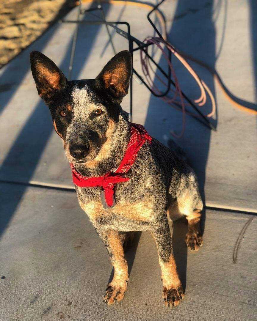Blue heeler dog wearing a red bandana sits on concrete, looking toward the camera.