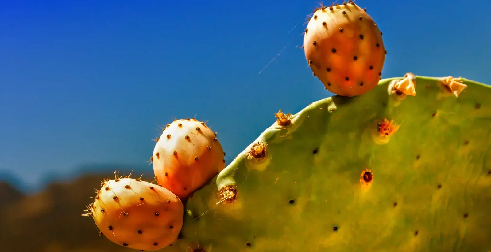 Fico d'india con tre frutti arancioni e gialli contro un cielo blu.