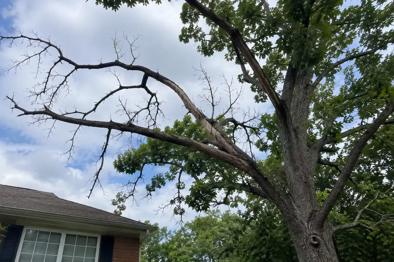 Large tree with dead branches over a house roof under a cloudy sky