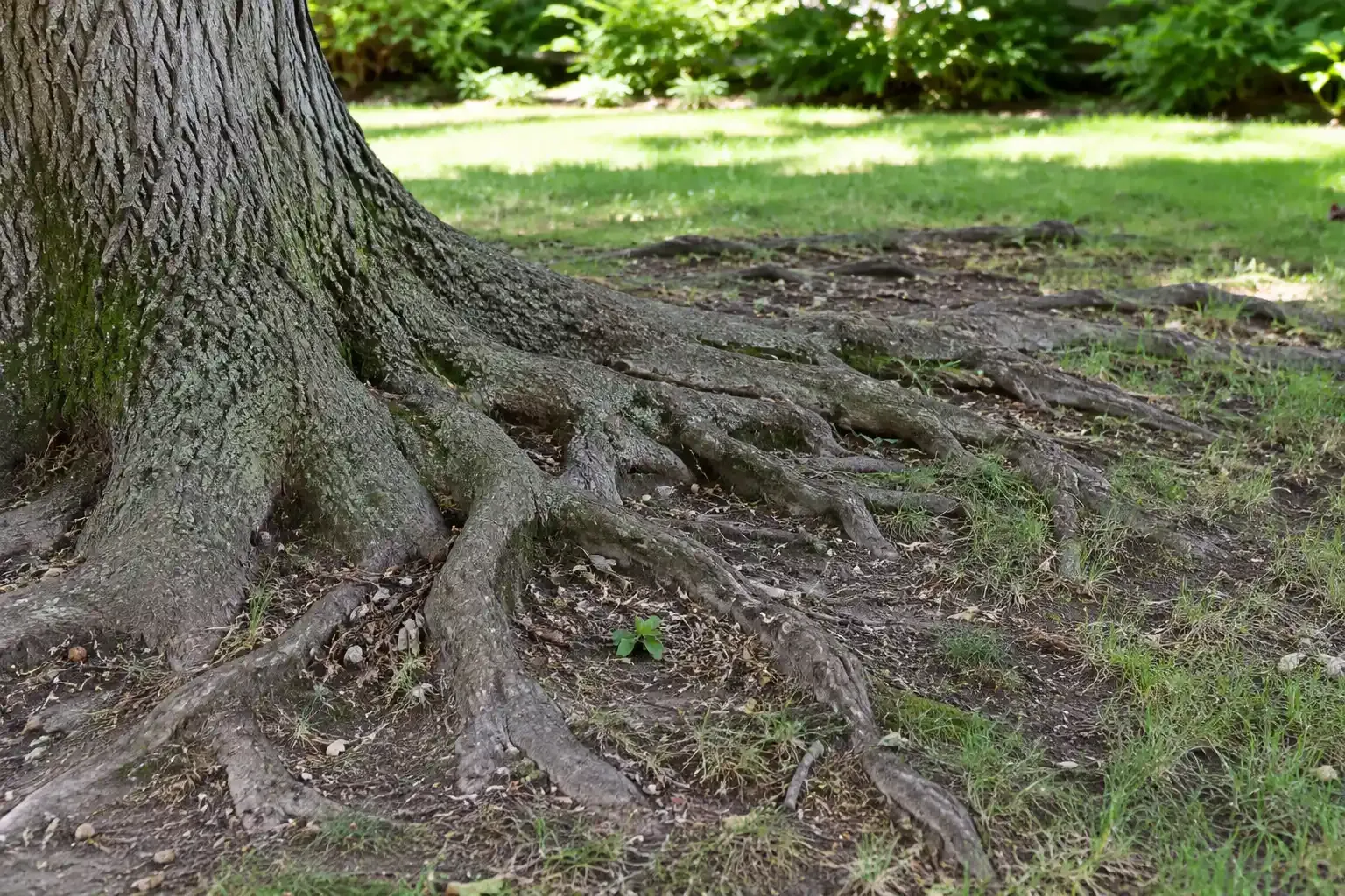 Tree trunk with exposed roots on a grassy forest floor