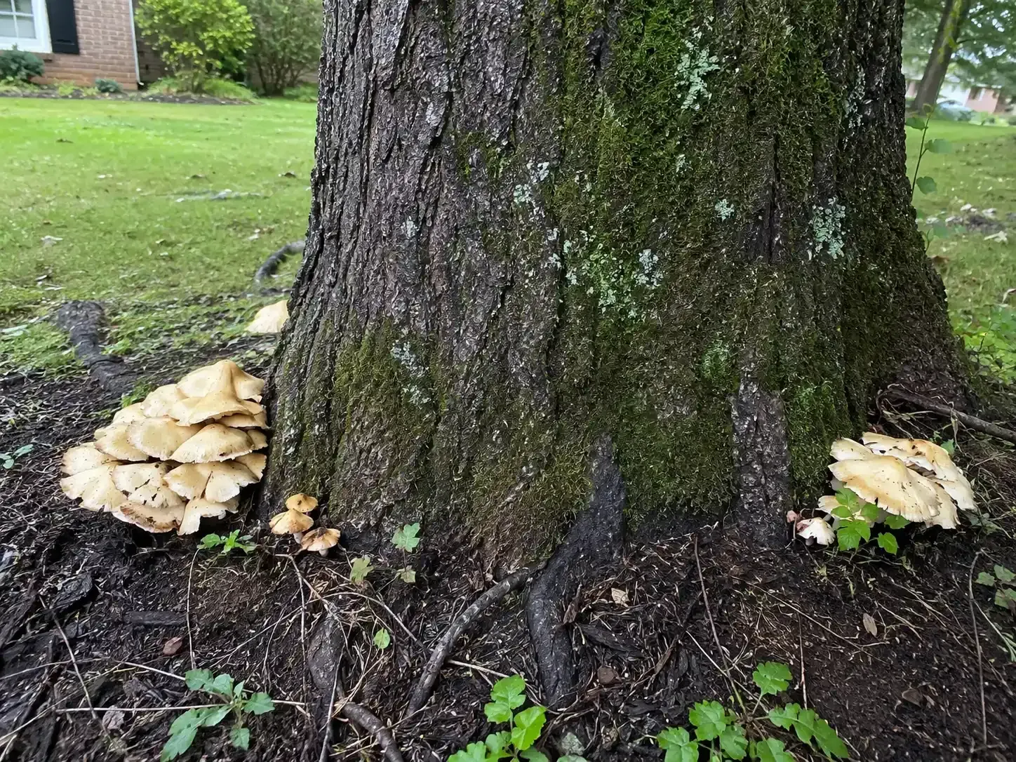 Mushrooms growing at the base of a large tree in a grassy park