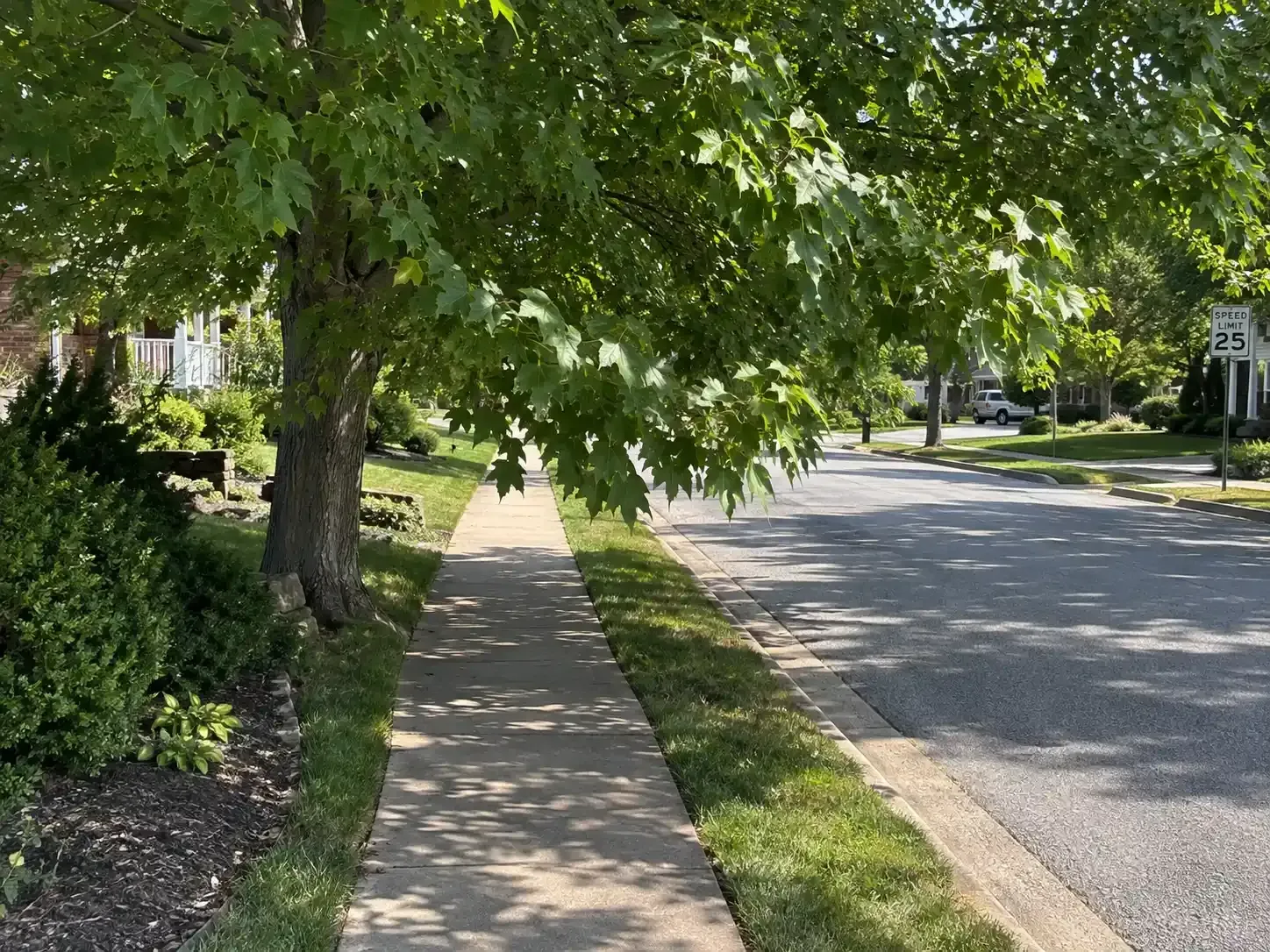 Tree hanging over sidewalk beside a quiet residential street on a sunny day
