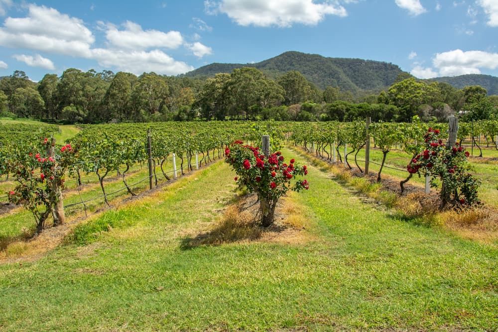 A Vineyard With Mountains in the Background — Roof Restoration Masters In Kurri Kurri, NSW