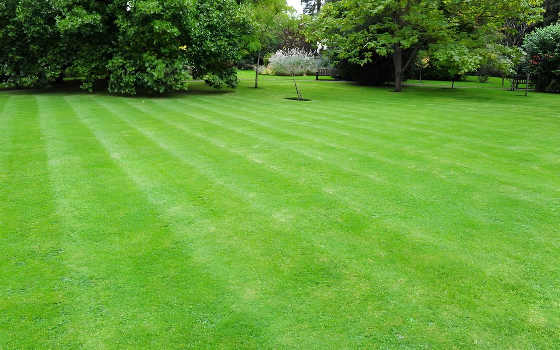 A Large Lush Green Lawn With Trees — Angel Conveyancing In Larrakeyah, NT