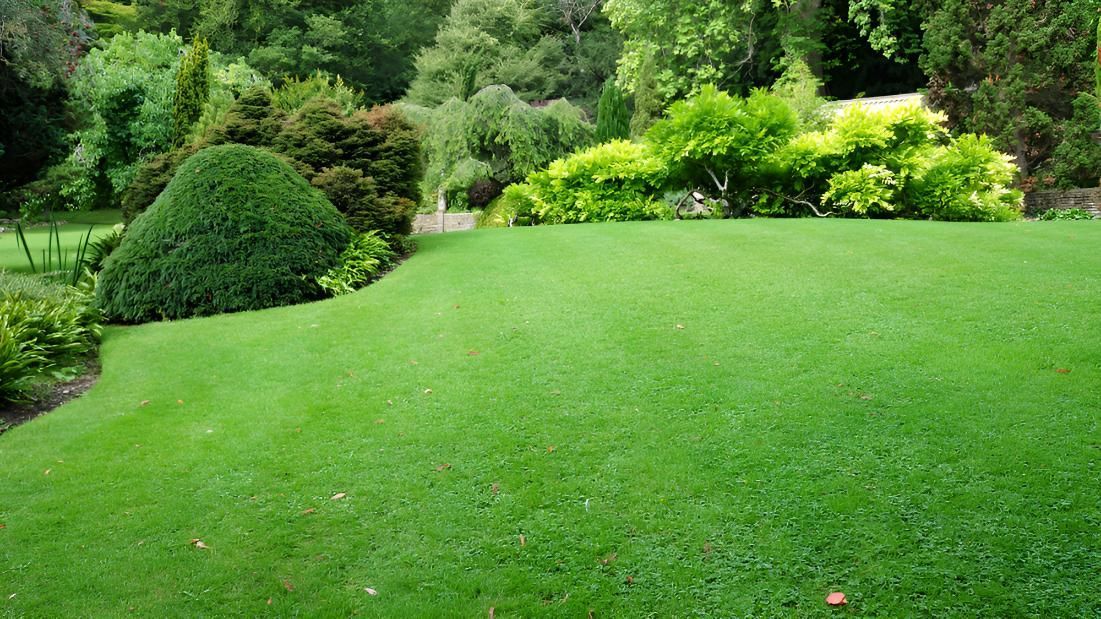 A Lush Green Lawn Surrounded By Trees — Angel Conveyancing In Larrakeyah, NT