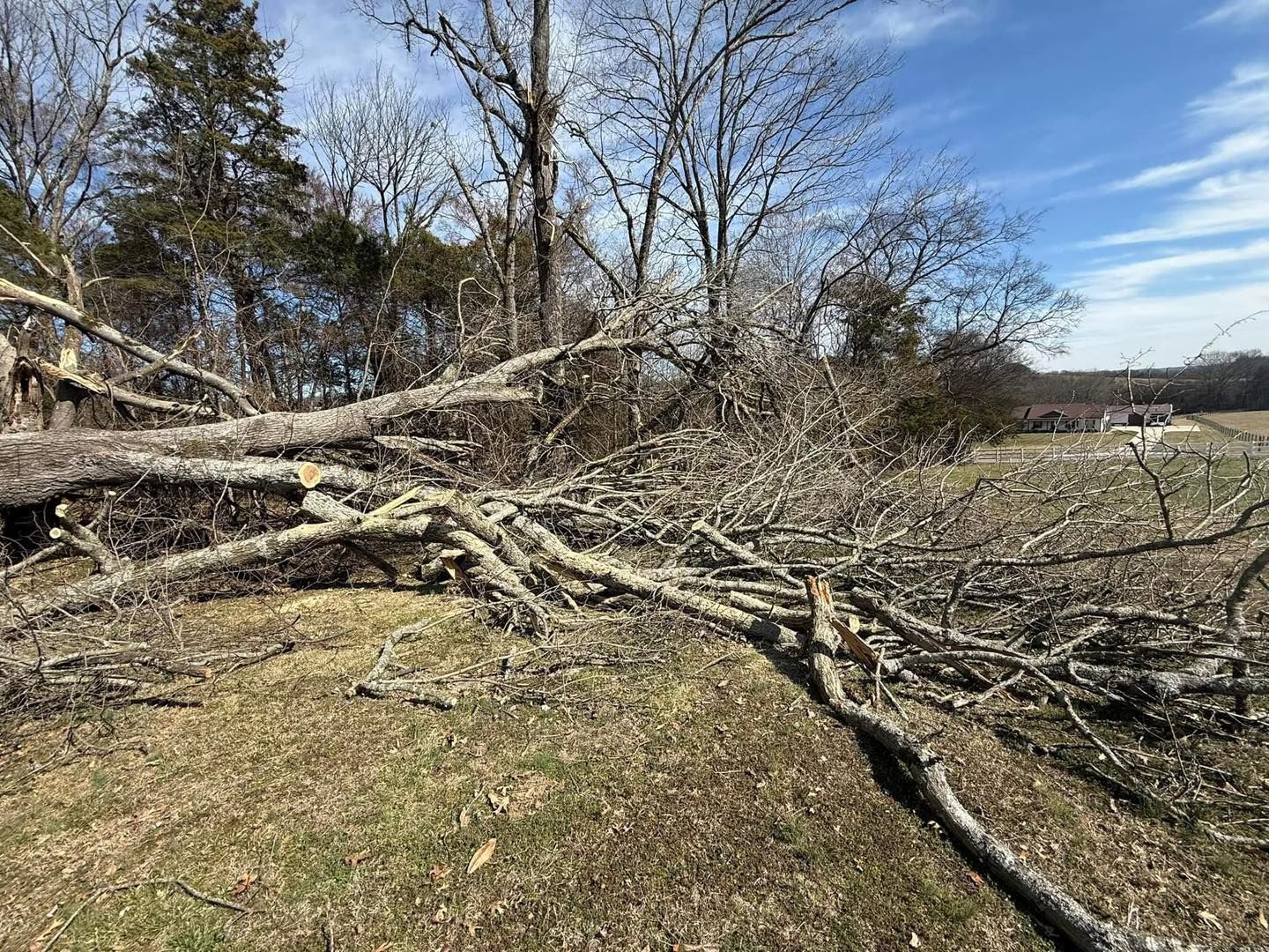 Fallen tree limbs scattered across a grassy field under a blue sky