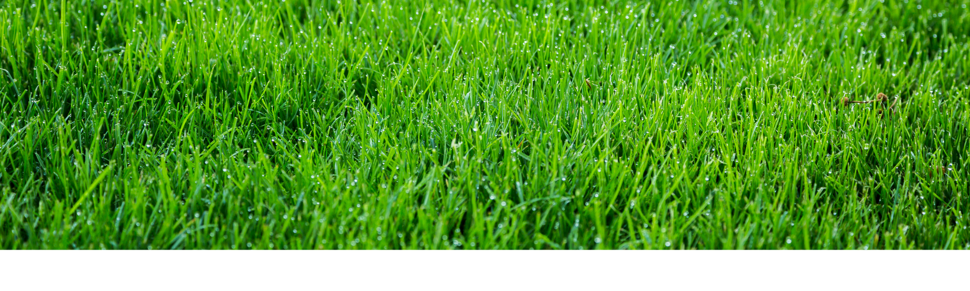 Close-up of dense green grass filling the frame, with a white strip across the middle