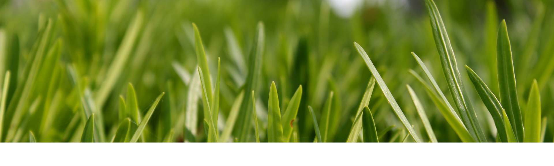 Close-up of green grass blades against a blurred green background