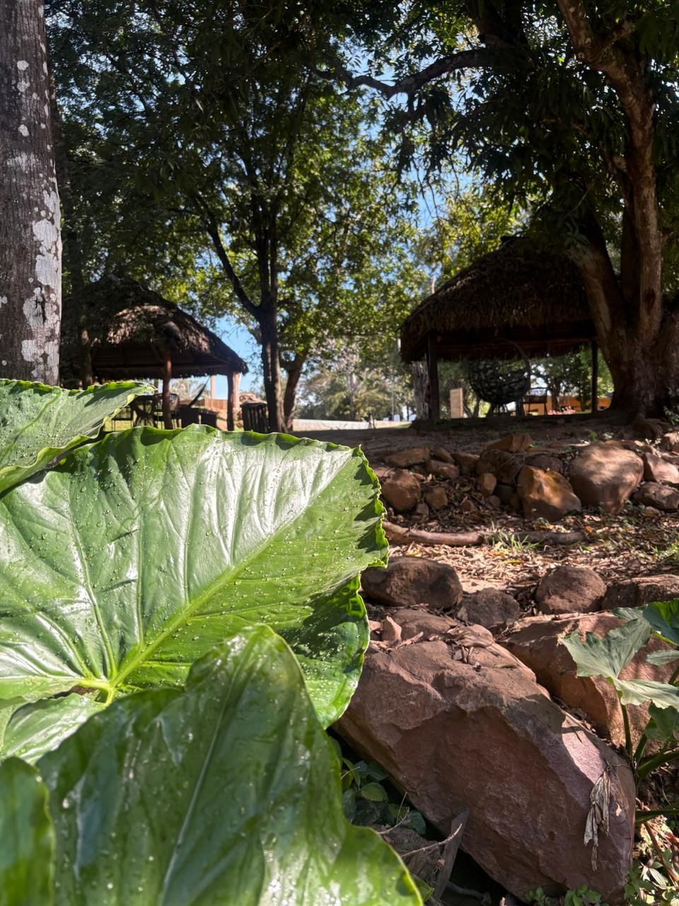 Grande folha verde em primeiro plano, com cabanas de palha e árvores em um cenário rochoso ao ar livre.