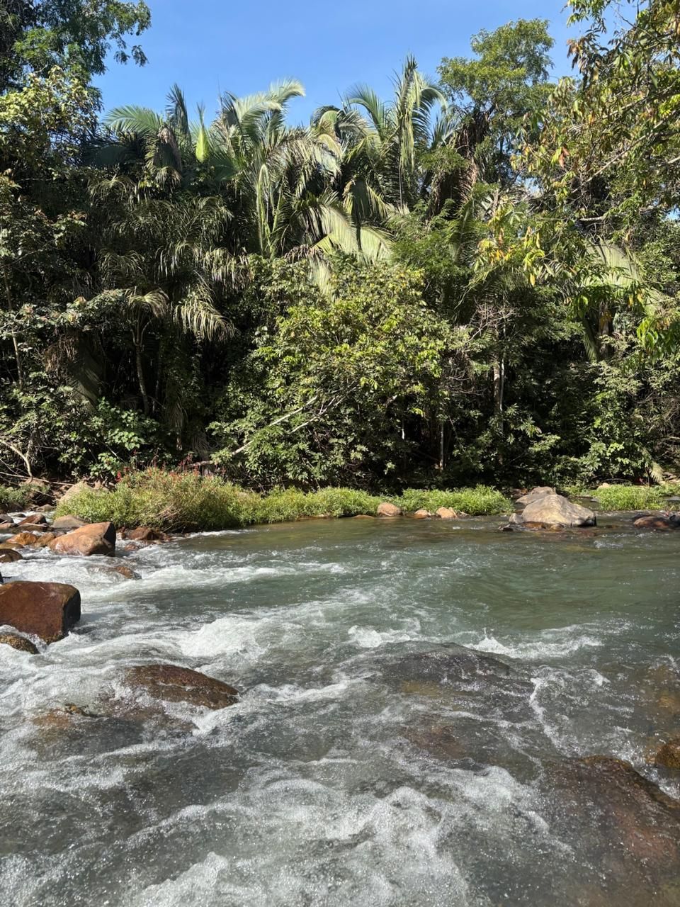 Rio caudaloso com rochas em primeiro plano e densa vegetação tropical ao longo da margem.