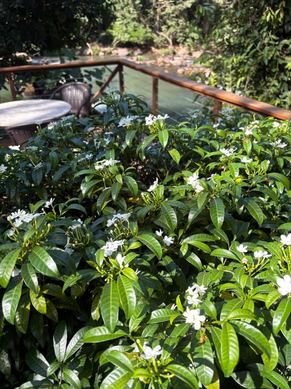 Flores brancas desabrochando entre folhas verde-brilhantes ao lado de uma grade de madeira em um jardim.