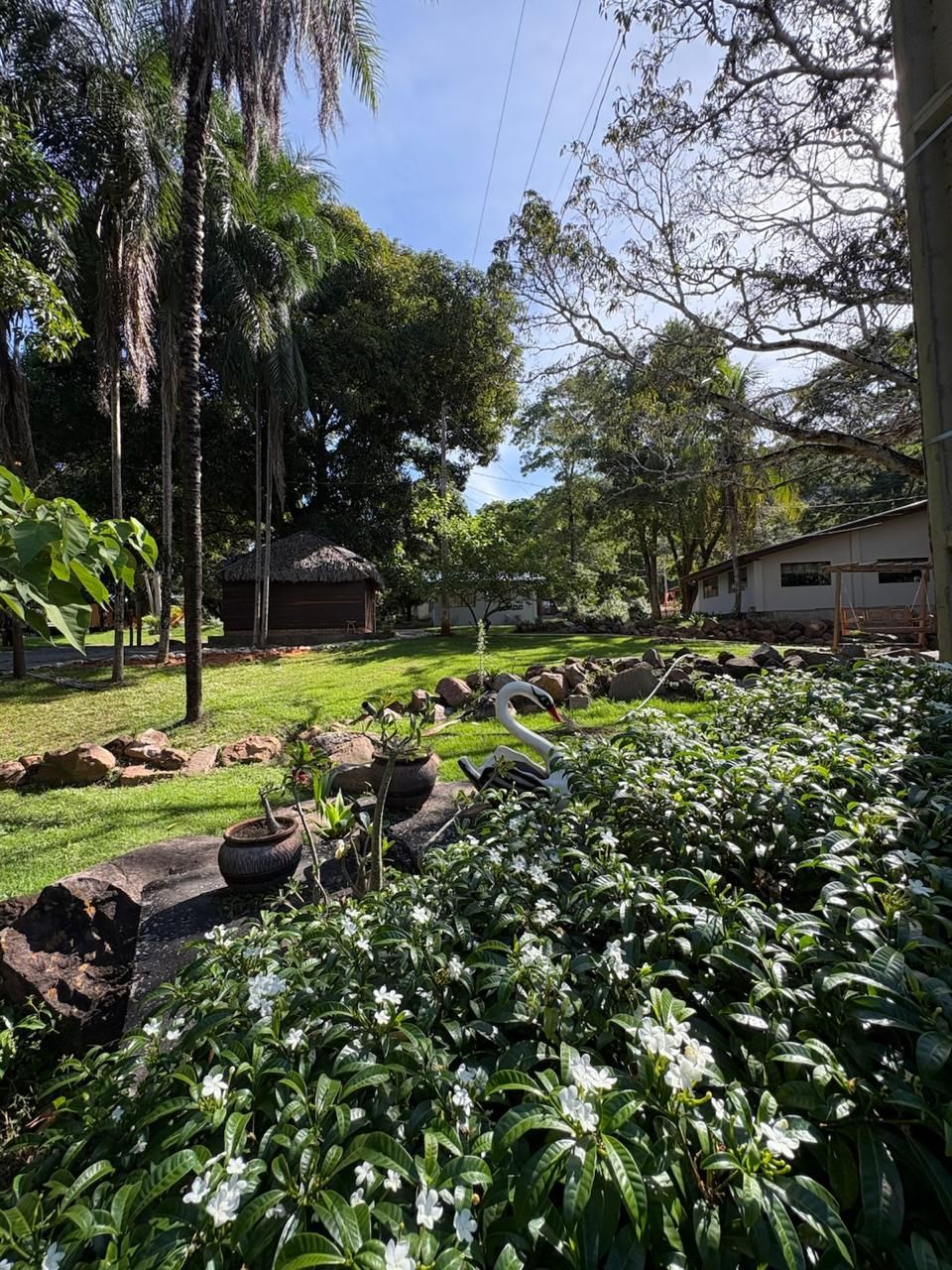 Jardim ensolarado com plantas verdejantes, árvores altas, bordadura de pedras e uma pequena construção ao fundo.