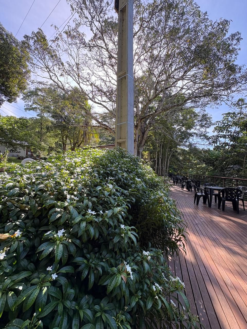 Caminho ensolarado no parque, ao lado de arbustos e árvores exuberantes, com um poste de luz alto e bancos ao longo da passarela.