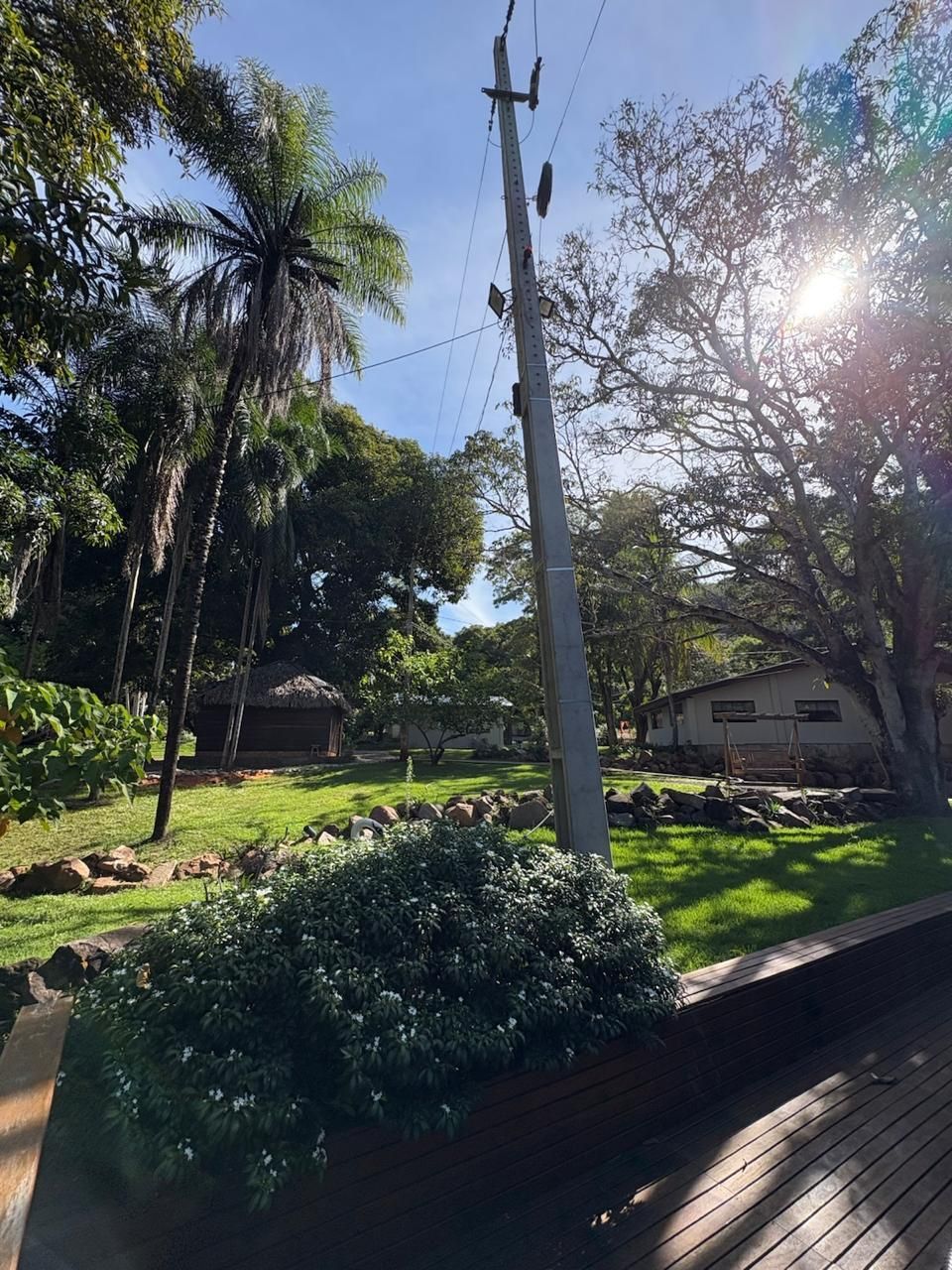 Jardim ensolarado em um parque com altas palmeiras, vegetação exuberante, um poste de luz e casas ao fundo.