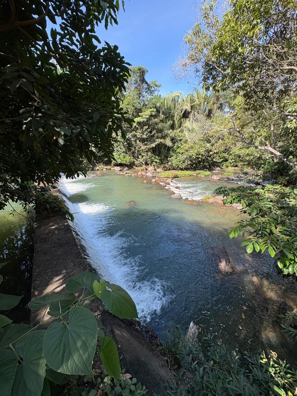 Rio ensolarado serpenteando por uma exuberante floresta verde com rochas e árvores que se debruçam sobre a água.