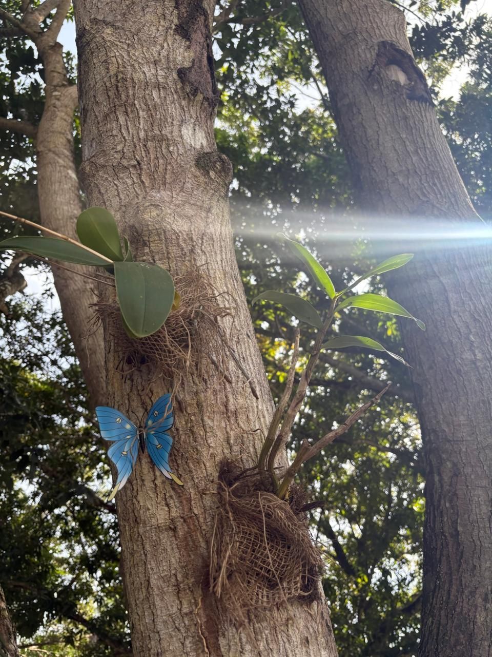 Borboleta azul em um tronco de árvore sob a luz do sol, com folhas verdes e um reflexo de lente brilhante nas proximidades.