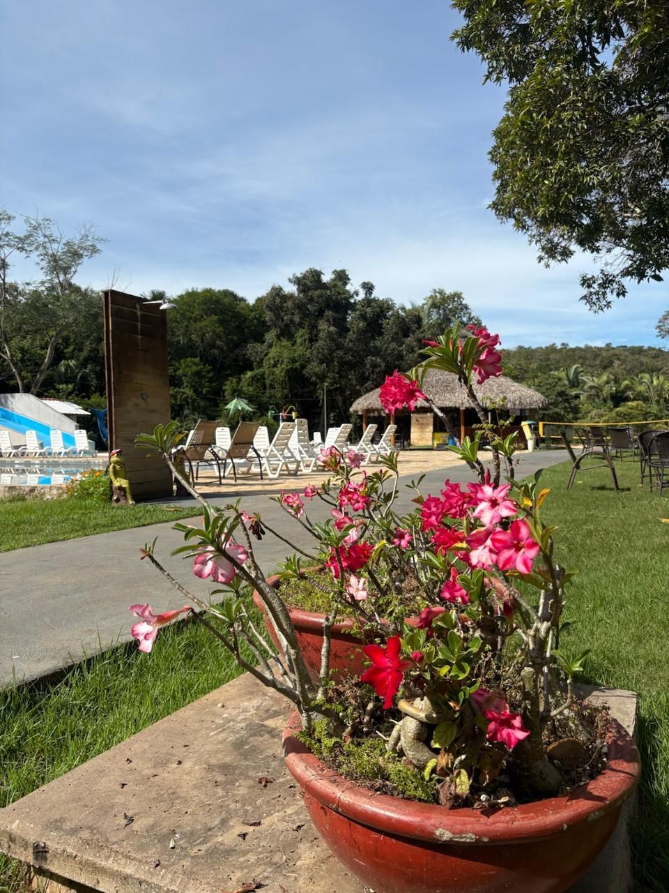 Flores cor-de-rosa num vaso de terracota junto a um caminho de jardim e um gazebo de palha num dia ensolarado.