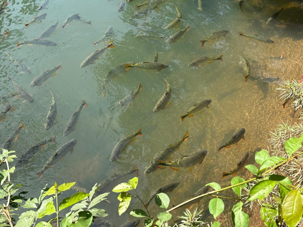 Peixes nadando em águas rasas e esverdeadas perto de plantas frondosas e uma margem arenosa.