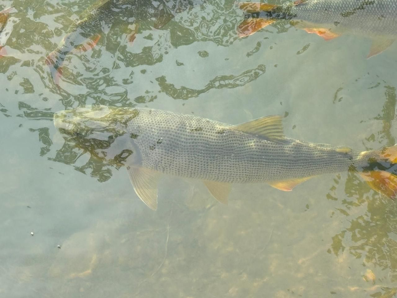 Peixes nadando em águas rasas e turvas perto da superfície.