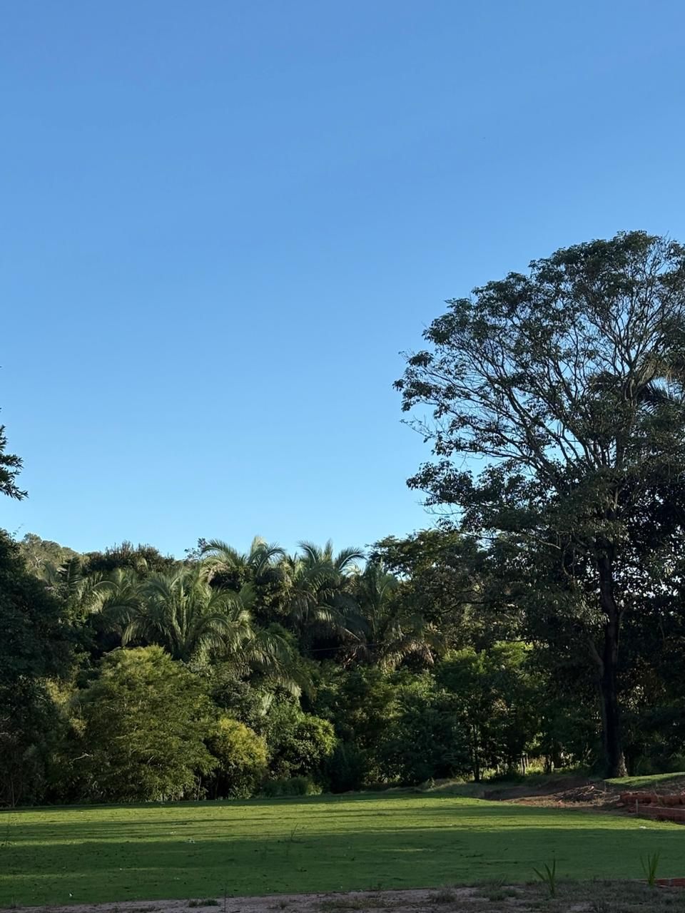 Parque ensolarado e verdejante com árvores e um céu azul límpido.
