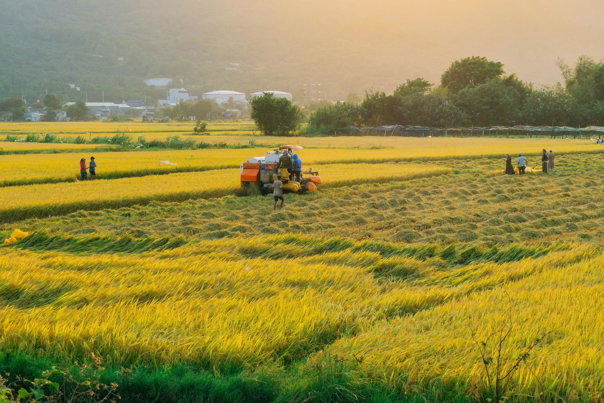 A farm field