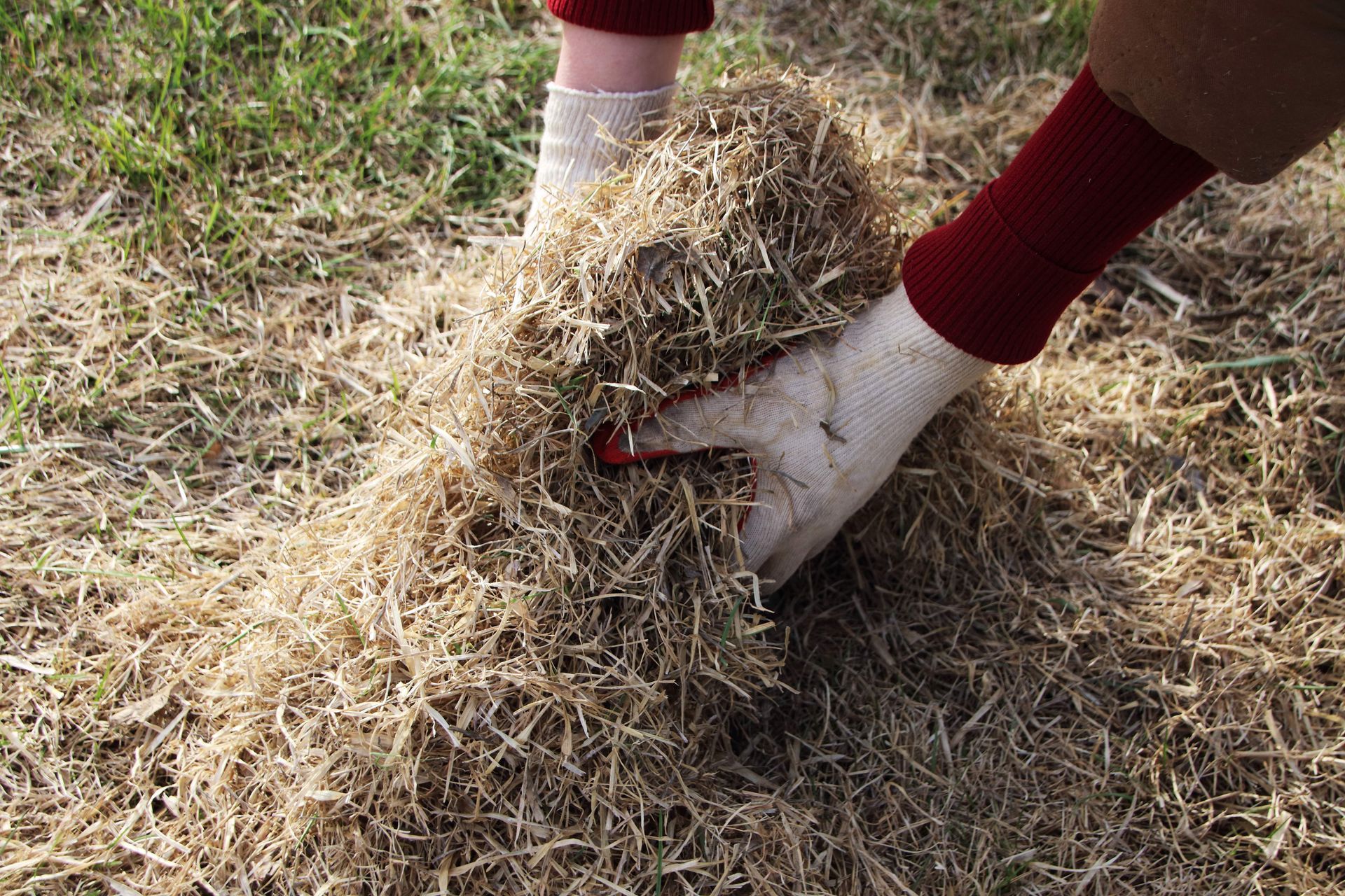 Lawn Dethatching Haliburton Ontario