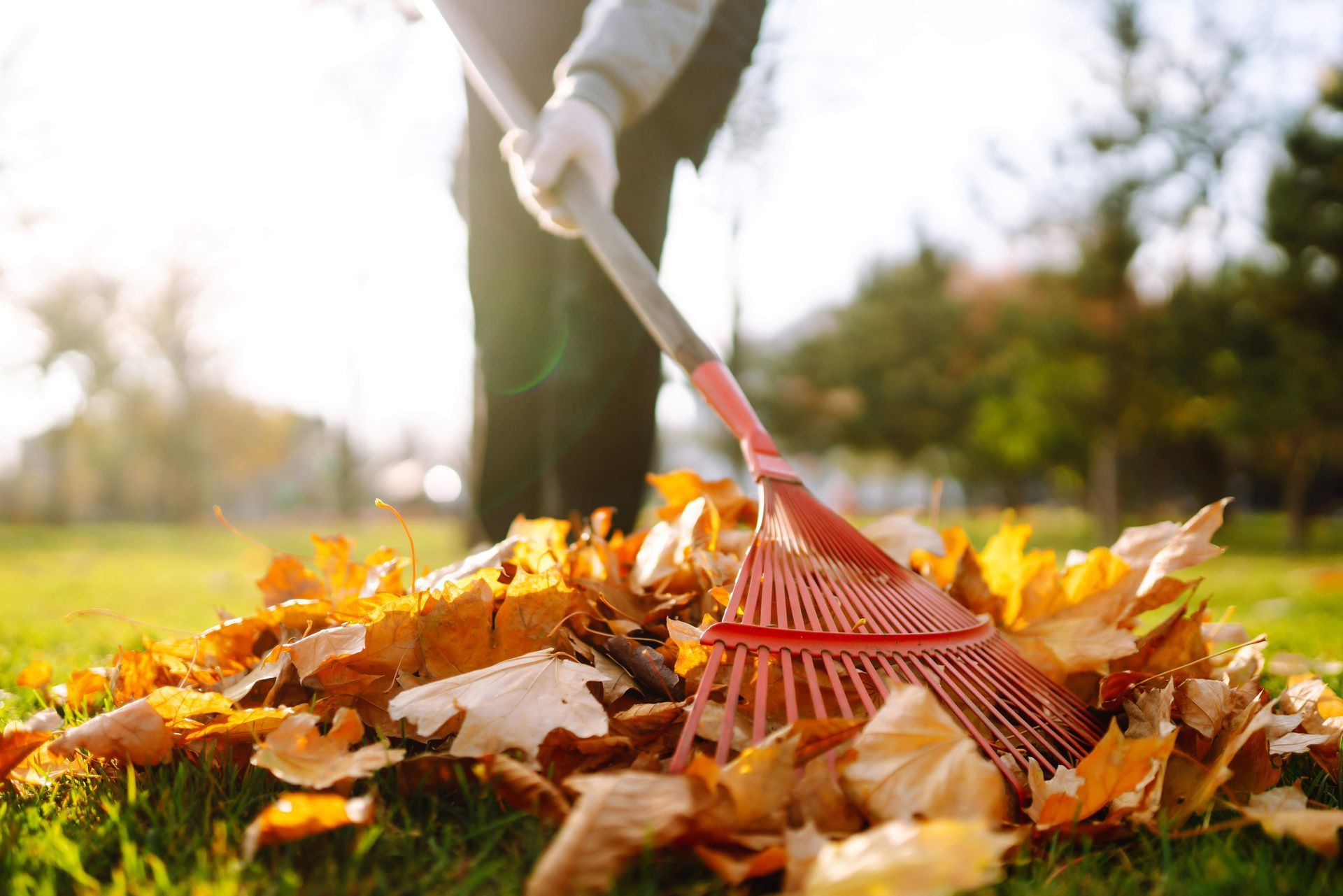 Spring Clean Up