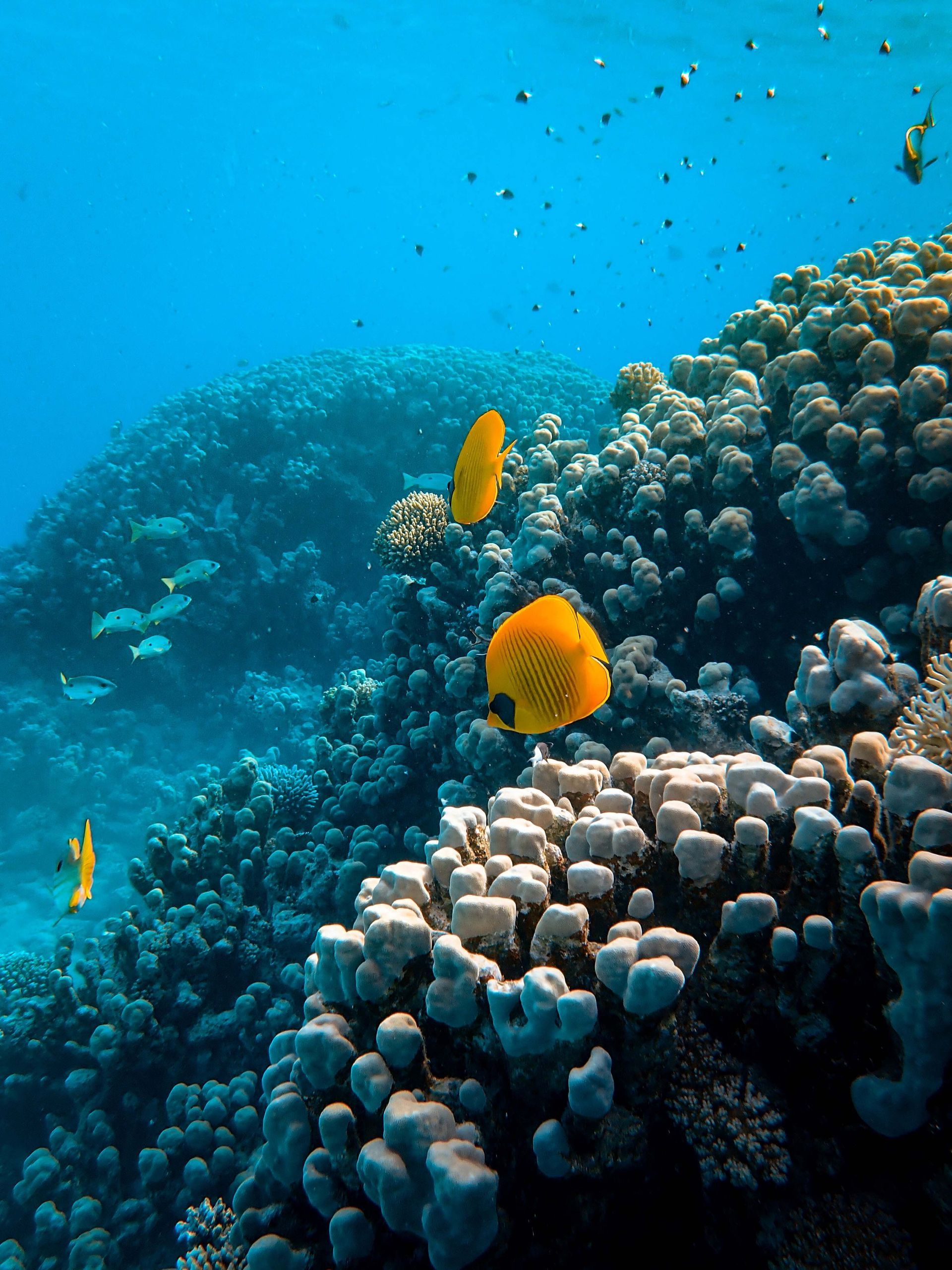 Sataya reef