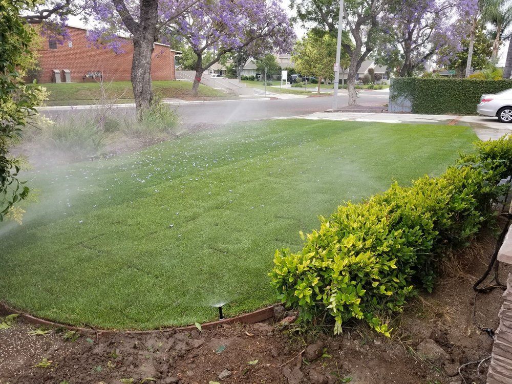 A sprinkler is spraying water on a lush green lawn.