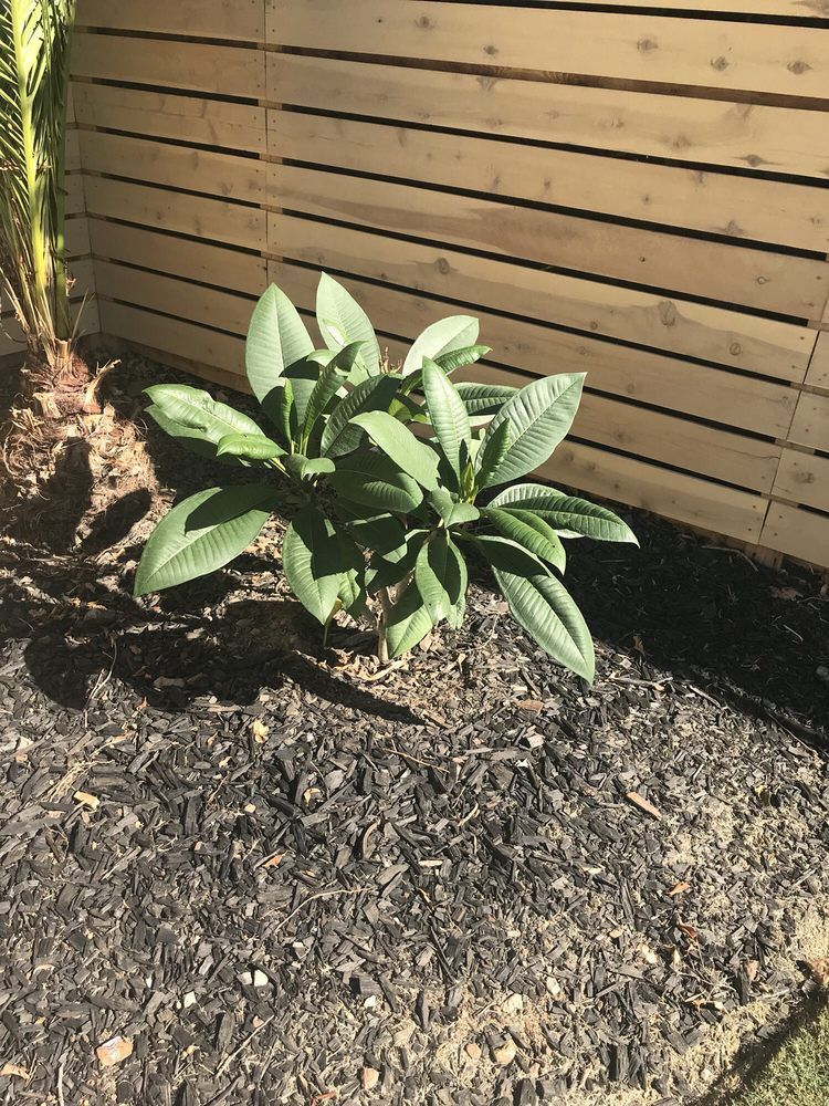 A small plant is growing in a garden next to a wooden fence.