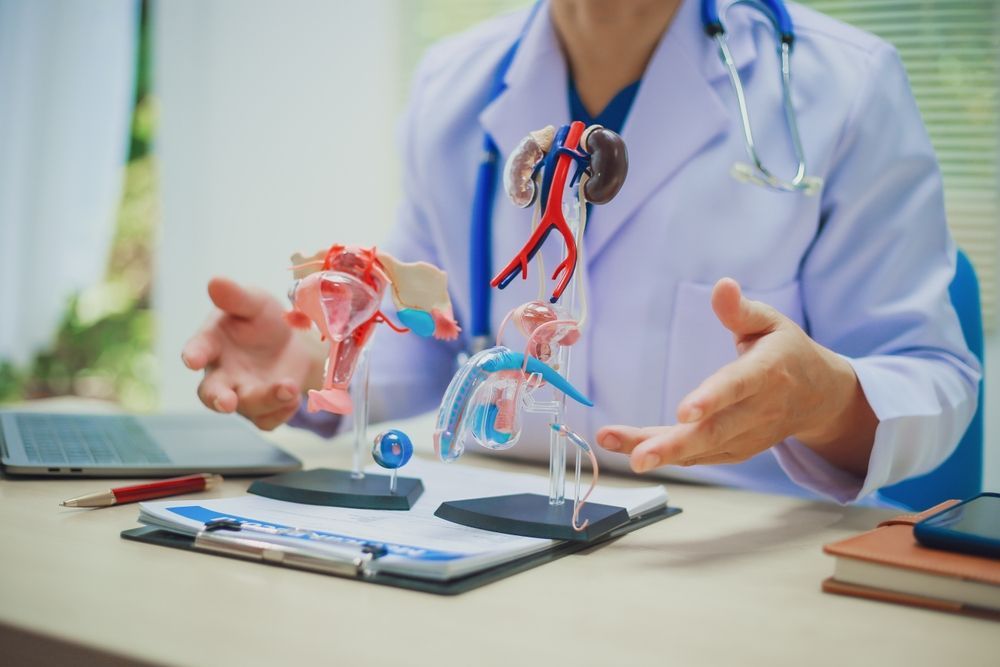Doctor Gesturing Over Anatomical Models at a Desk — HealthHub Taree in Taree, NSW