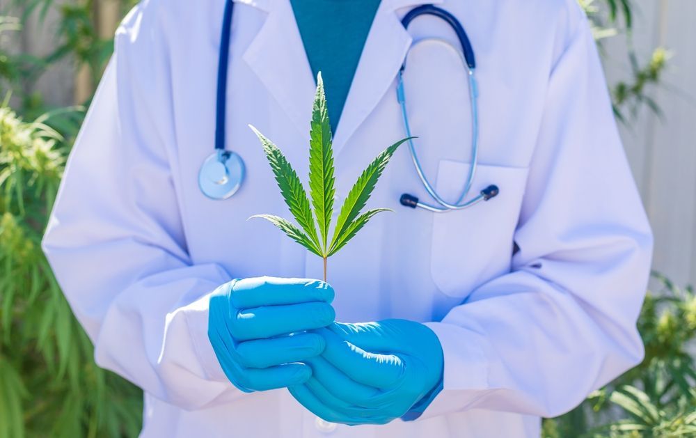 Doctor Holding a Cannabis Leaf in a Clinical Setting — HealthHub Taree in Taree, NSW