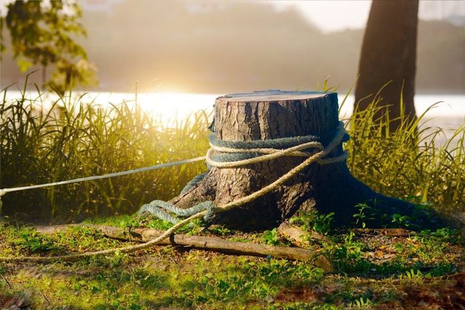 Tree stump with rope in a sunlit grassy field by a lake at sunset