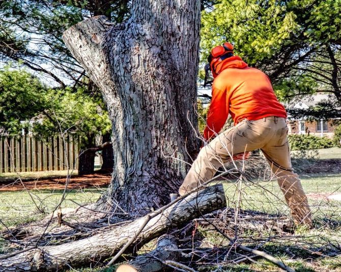 Worker in orange jacket cutting a large tree trunk in a yard with a chainsaw
