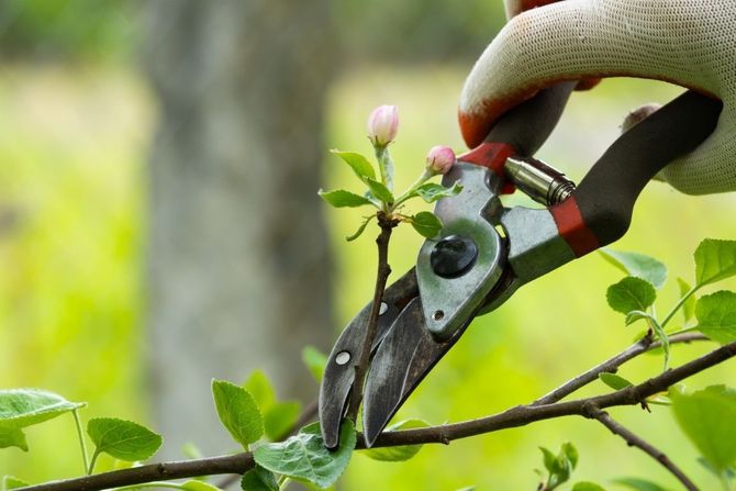 Pruning shears cutting a green plant branch with pink buds in a garden
