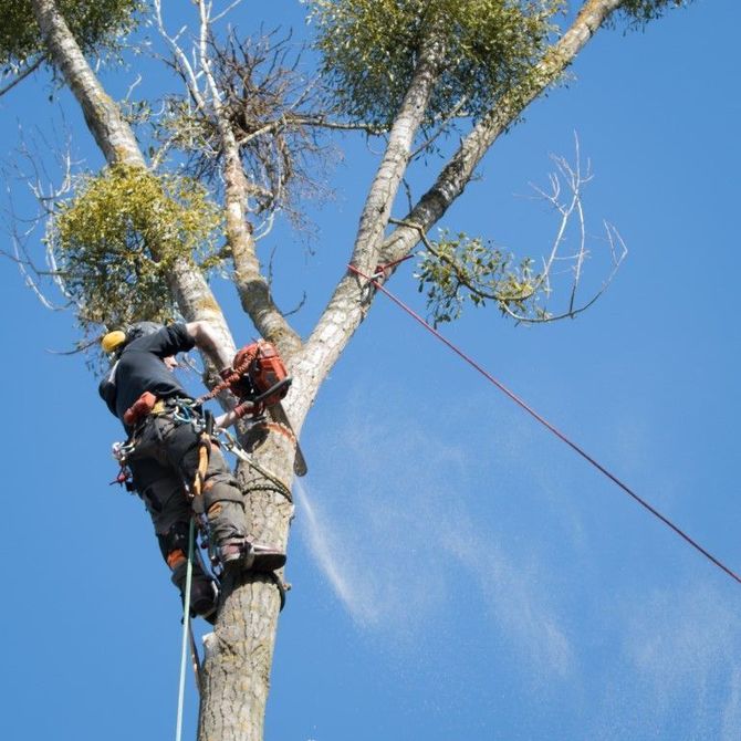 Two arborists climbing a tall tree with safety ropes against a blue sky