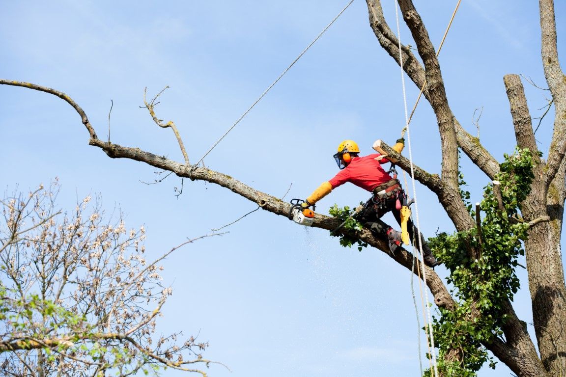 Worker in red safety gear trimming tree branches high above the ground